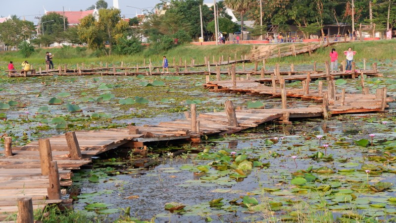 ชวนเที่ยว สะพานไม้บึงหนองบัว จุดเช็คอินใหม่ จ.มหาสารคาม