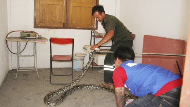 กู้ภัยสาวนำทีมจับ "งูเหลือมยักษ์" ยาวกว่า 5 เมตร