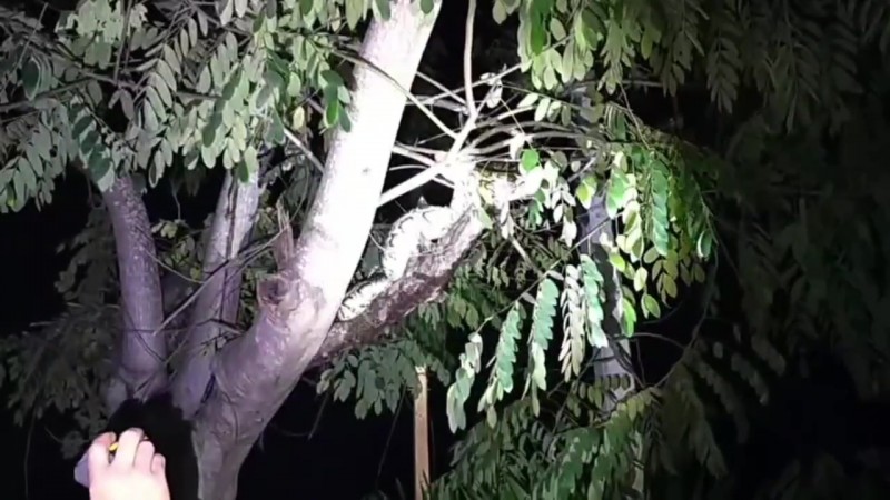 ป้าสุดผวา ! "เพื่อนบ้าน" ตะโกนเตือนงูเหลือมยักษ์เลื้อยขึ้นต้นไม้เตรียม รีบโร่แจ้งกู้ภัยฯ จับได้ทันควัน