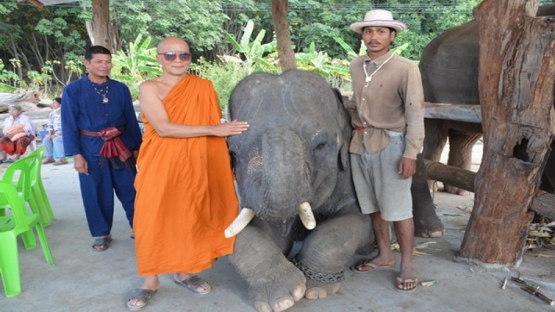 สุดน่ารัก ! "เจ้าชายภูดอย" ช้างพลายแสนรู้ คุกเข่า-ส่งเสียงร้อง ขอบคุณนักท่องเที่ยว