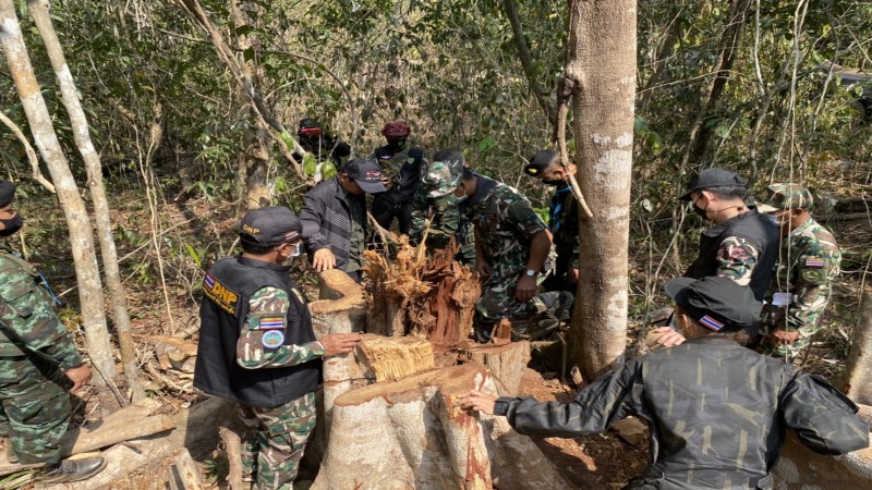 ผอ.สบอ.9 นำกำลังเจ้าหน้าที่ลาดตระเวนป่าแนวชายแดนไทย-กัมพูชา พบมีการลักลอบตัดไม้พะยูง - เครื่องยิงลูกระเบิด