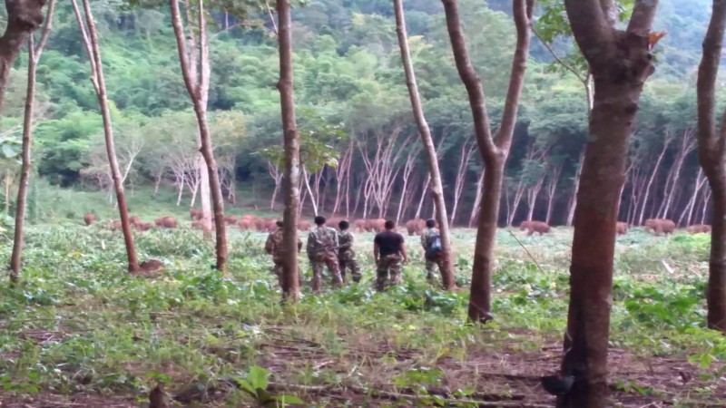 "ผอ.อช.ทองผาภูมิ" สั่งเฝ้าระวังช้างป่าออกนอกพื้นที่ สร้างความปลอดภัยแก่ประชาชน