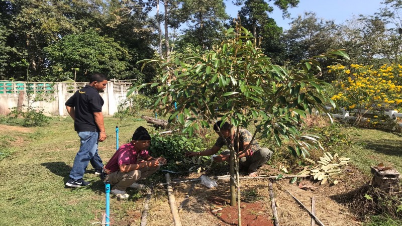 "ปลัดอำเภอหนุ่ม" ต่อยอดแปลงเกษตรสวนผสม เน้นปลูกผักปลอดสารพิษ ตามหลักเศรษฐกิจพอเพียง