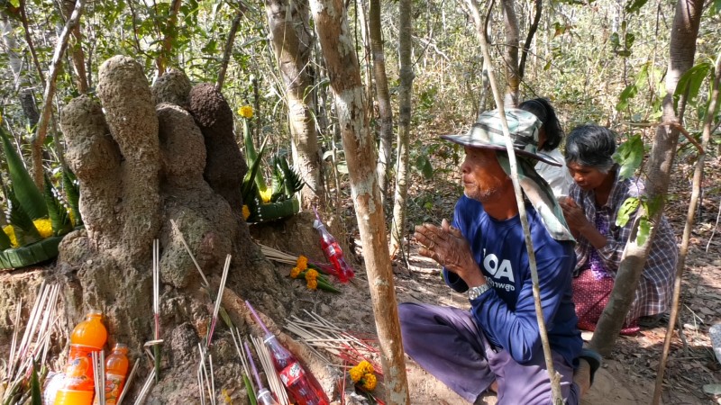 สุรินทร์ โผล่อีก!!  "จอมปลวกเจดีย์" ชาวบ้านต่างฮือฮาความศักดิ์สิทธิ์