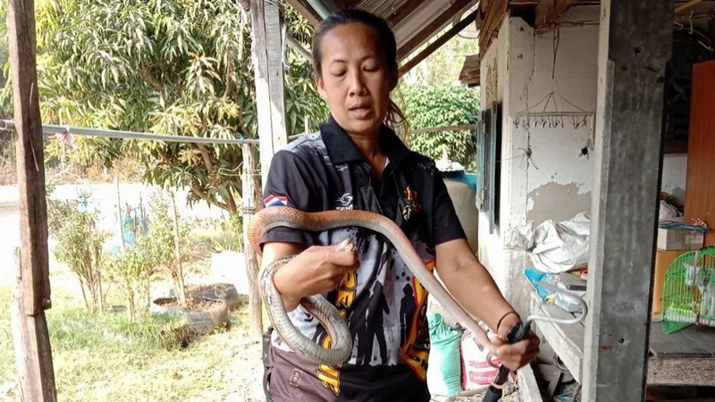 "กู้ภัยสาว" จับงูทางมะพร้าวด้วยมือเปล่า ปล่อยคืนสู่ธรรมชาติ หลังเลื้อยเข้าบ้านยายวัย 70 ปี
