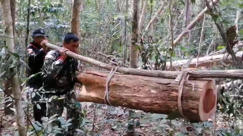 "มอดไม้กัมพูชา" ลักลอบข้ามแดนเข้ามาตัดไม้ในป่าไม้ฝั่งไทยป่า พบไม้พะยูงรอลำเลียงเพียบ !