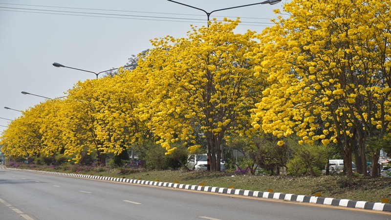 สวยงาม ! "ดอกเหลืองอินเดีย" บานสะพรั่ง รอรับนักท่องเที่ยวไปถ่ายรูป