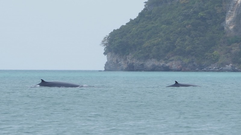 พบ "วาฬบรูด้า" 2 ตัว อวดโฉมว่ายน้ำกลางทะเลใกล้ อช.หมู่เกาะอ่างทอง เกาะสมุย