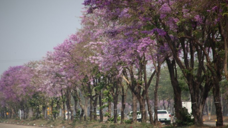 สีสัน พิษณุโลก!! "ต้นเสลา" ออกดอกสีม่วงสลับขาวบานสะพรั่งสวยงาม ตามถนนกว่า 5 กิโลเมตร