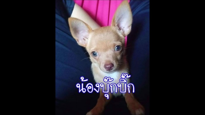 "เจ้าบุ๊กบิ๊ก" สุนัขพันธุ์ชิวาวา ถูกอุ้มขึ้นรถหาย วอนนำมาคืนด้วย