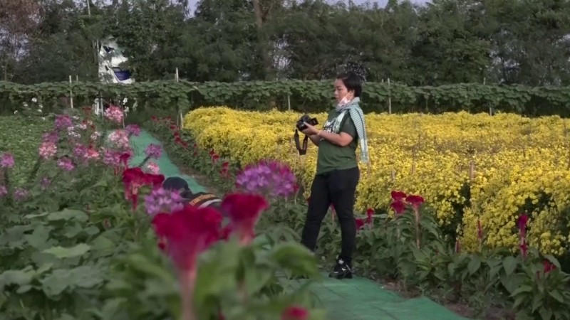 นทท.แห่ชม ! "ฟักมังกร" บนท้องทุ่งดอกเก๊กฮวย ในพื้นที่กว่าหลายไร่