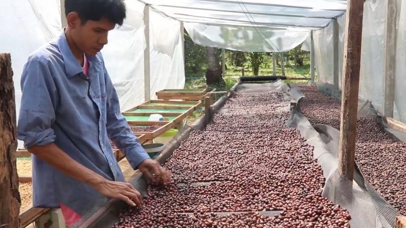 "สวนลุงไข่" ผลิตกาแฟโรบัสตาอินทรีย์ในสวนผสม คว้ารางวัลสุดยอดกาแฟไทย ปี 2564