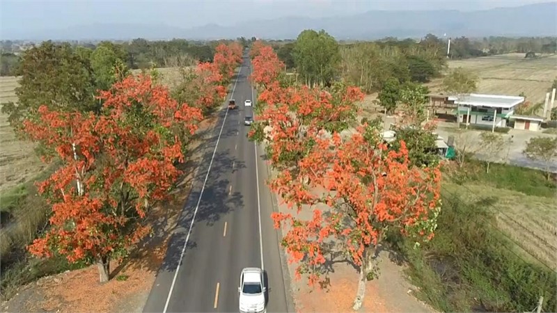 สวยสดงดงาม ! ถนนสายดอกไม้ทองกวาว บานสะพรั่งกว่า 20 กิโลเมตร