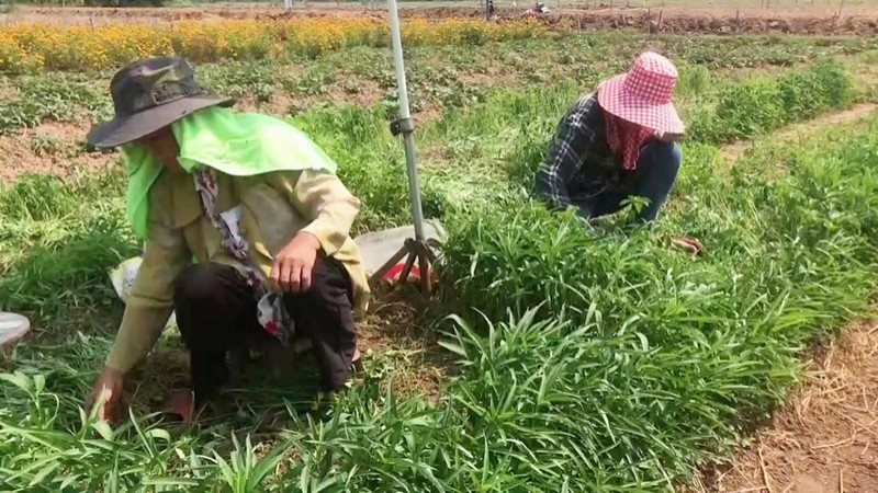 "หญิงวัย 39 ปี" ปลูกพืชผักสวนครัว สร้างรายได้วันละมากกว่า 500 บาท