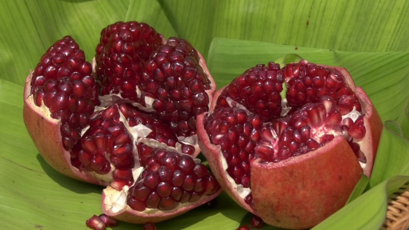 "เกษตรกรโคราช" เปิดตัวทับทิมแดงกลางดง อัญมณีผลไม้ผลผลิตที่ผสมทาบกิ่ง หนึ่งเดียวในประเทศไทย หวาน กรอบ เม็ดน้อย