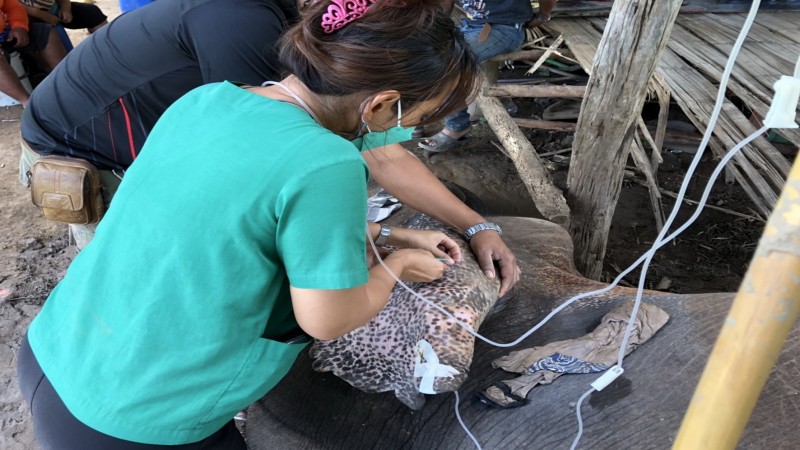 สุดยื้อ ! สัตวแพทย์ฯ เฝ้าดูแล "ช้างป่าเพศผู้" อายุ 15 ปี ป่วยติดเชื้อในกระแสเลือด ล่าสุดล้มแล้ว