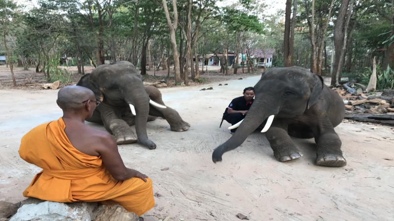 เตือน ! "โจรใจบาป" ขโมยหางช้าง ระวังธรณีสูบ "พระสงฆ์" ยัน ! ผู้ใดขโมยไปครอบครองมีแต่ล่มจม