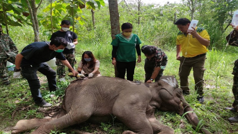 ผอ.สำนักฯ3 ส่งทีมสัตวแพทย์ รุดช่วยช้างป่าสลักพระ หลังพบแผลเน่าขนาดใหญ่