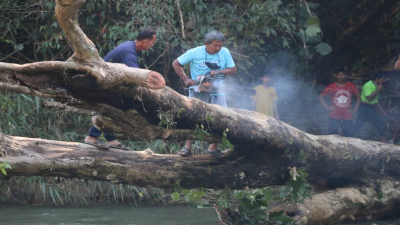 ทหาร ตำรวจ  ร่วมจิตอาสา และชาวบ้าน ช่วยกันตัดต้นไม้ที่ล้มขวางลำน้ำซองกาเลีย