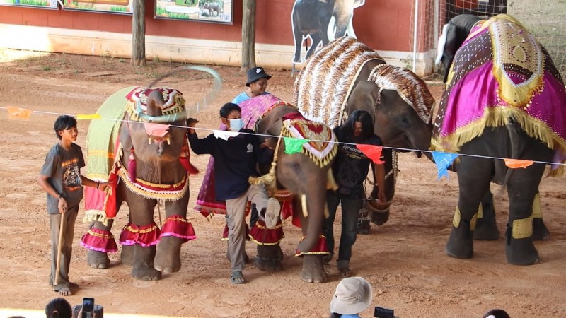 "คชอาณาจักร" นำช้างแสนรู้มาแสดงให้เด็กสัมผัสใกล้ชิด สร้างสีสันในความวันเด็กแห่งชา่ติ