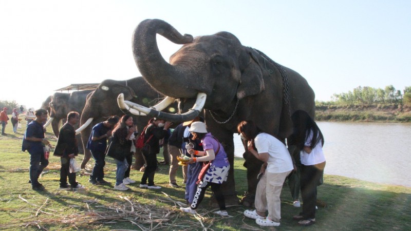 สายมูมาเต็ม ททท.สำนักงานสุรินทร์ ร่วมกับโครงการคชอาณาจักร จัดกิจกรรมส่งเสริมตลาดการท่องเที่ยว "มูเตรัก กวยอาเจียงเลี้ยงช้าง"