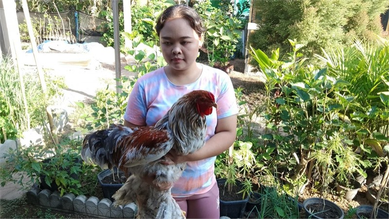 "สาวฟิตเนส" เลี้ยงไก่สายพันธุ์ต่างประเทศอาชีพเสริมสร้างรายได้ดี