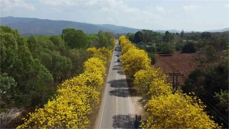 ชมความงาม "ดอกเหลืองอินเดีย" บานสะพรั่ง แนวถนนสายเชียงคำ-น่าน