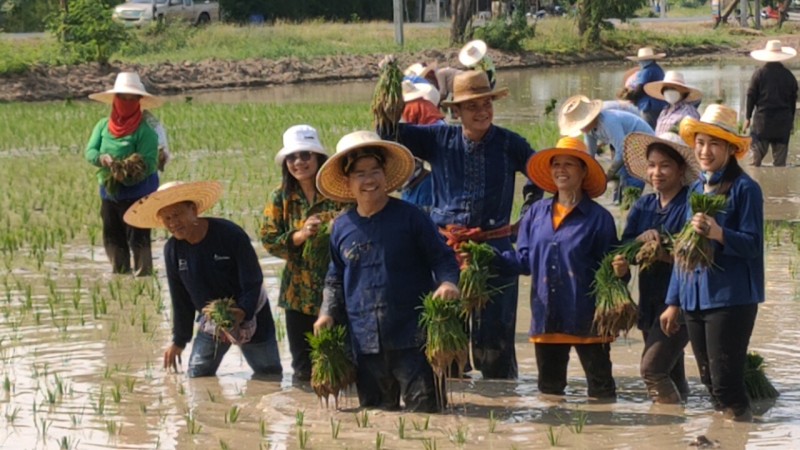 อบต.บัวลอย ร่วมกับกำนัน และชาวบ้าน จัดกิจกรรม ย้อนวันวาน สืบสานวิธีไทย ลงแขกดำนา ถอนกล้า