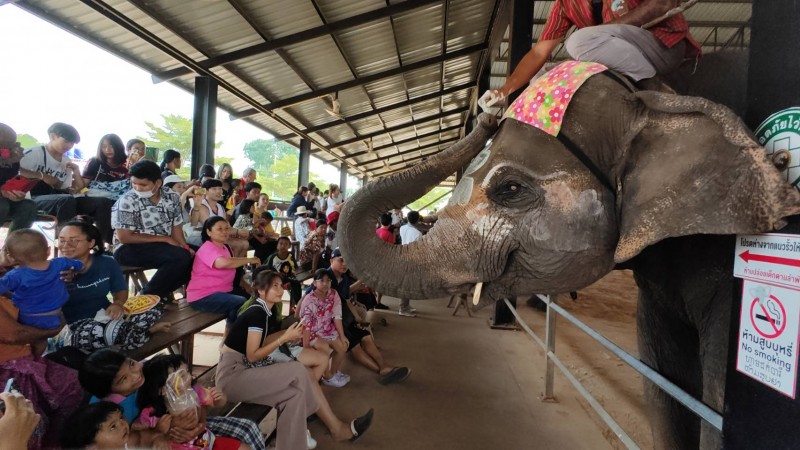 "ผู้ปกครอง" นำลูกหลานเที่ยวชมการแสดงความน่ารักของช้าง ที่หมู่บ้านช้างใหญ่ที่สุดในโลก ในวันครอบครัวอย่างคึกคัก
