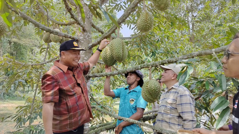 ผู้ว่าฯสุรินทร์ เปิดฤดูกาลท่องเทียวเชิงเกษตรบัวเชด พร้อมตัดทุเรียนพนมดงแร็กลูกแรก