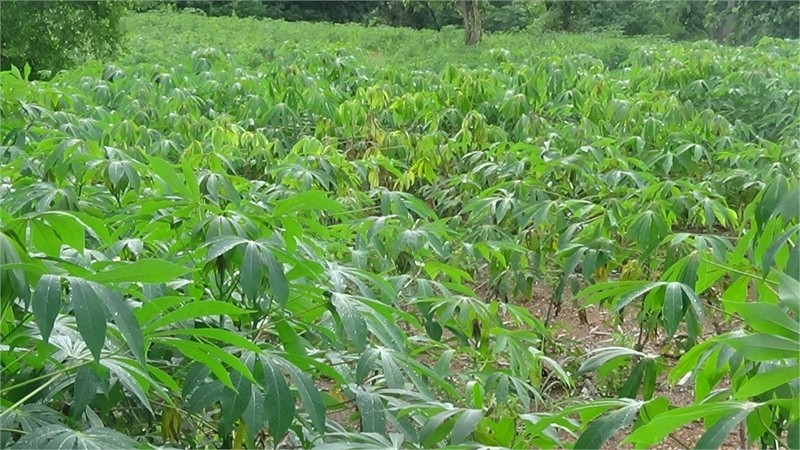 เกษตรจังหวัดพะเยา เฝ้าระวัง! "โรคใบด่างมันสำปะหลัง" หลังระบาดหนัก