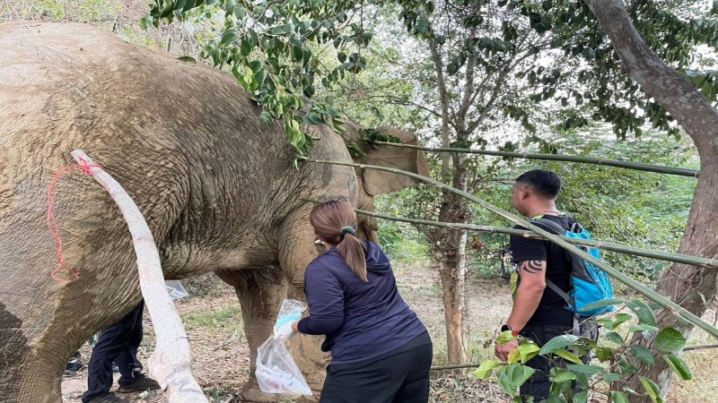 ทีมสัตวแพทย์ เข้าช่วยเหลือช้างป่าบาดเจ็บกลางป่าอุทยานแห่งชาติกุยบุรี