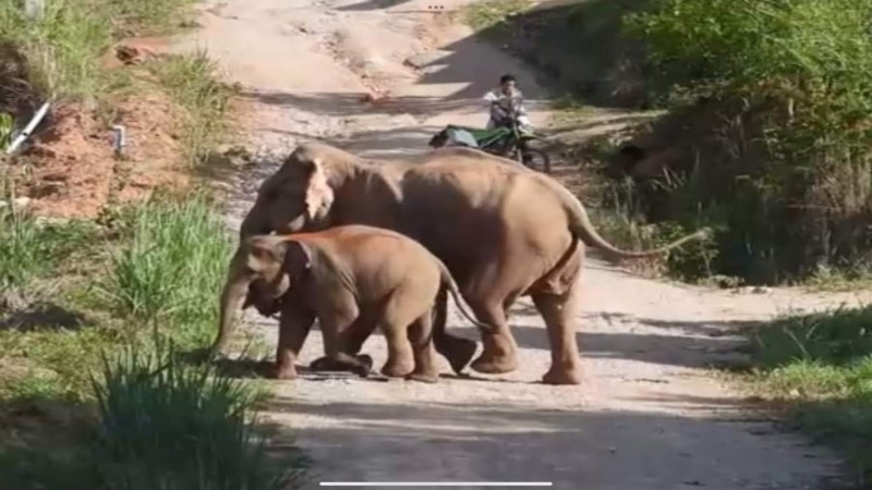 หัวหน้าอุทยานแห่งชาติทองผาภูมิ ปฏิบัติการความร่วมมือทุกภาคส่วน ช่วยรักษาแม่พังสร้อยทอง พังแม่ลูกอ่อน