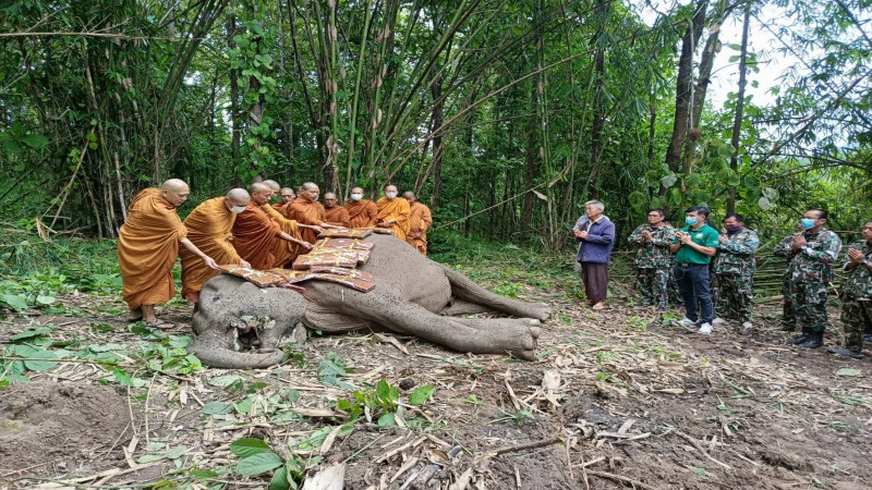 แม่พังสร้อยทอง ช้างป่าทองผาภูมิ ป่วยแก้มบวม ล้มแล้ว