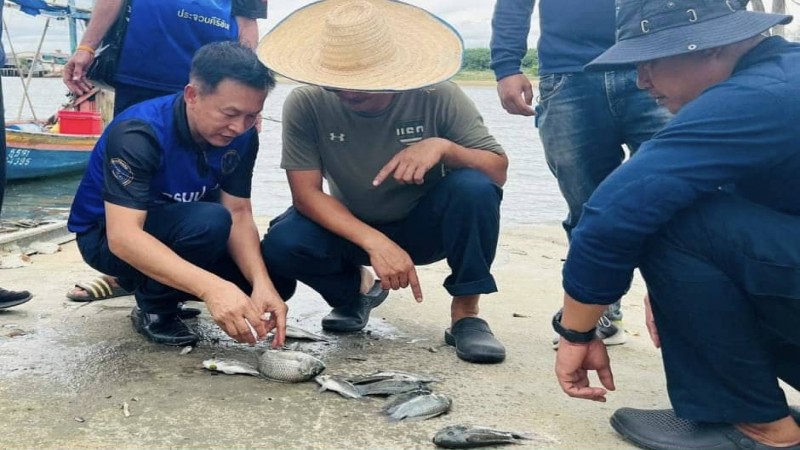 ชาวสวนยางประจวบ ข้องใจรัฐบาลใช้งบซื้อปลาหมอคางดำเป็นธรรมกับชาวสวนยางหรือไม่