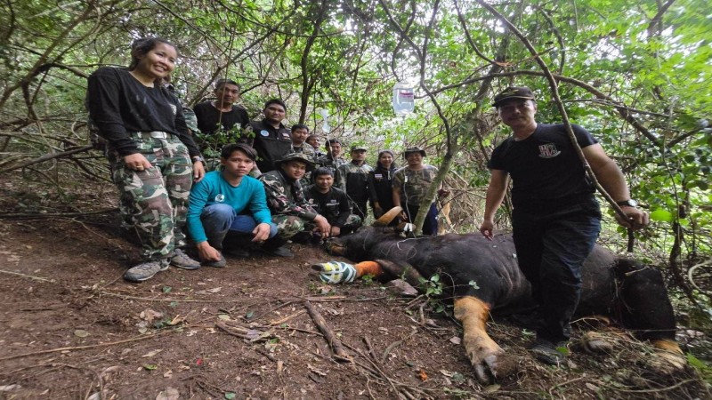 อุทยานกุยบุรี ส่งทีมสัตวแพทย์เร่งช่วยเหลือกระทิงบาดเจ็บขาติดบ่วงดักสัตว์จนแผลเน่า