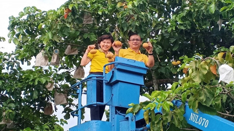 ผู้ว่าฯ ลพบุรีลงพื้นที่สวนกระท้อนเช็คผลผลิตก่อนงาน "เทศกาลกระท้อนหวานและของดีเมืองลพบุรี"