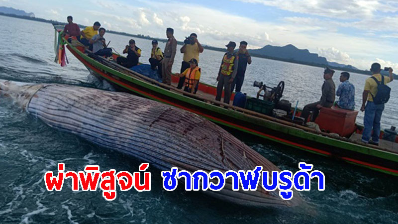 ผ่าพิสูจน์ "ซากวาฬบรูด้า" เร่งหาสาเหตุสิ้นใจ กลางทะเลอ่าวไทย