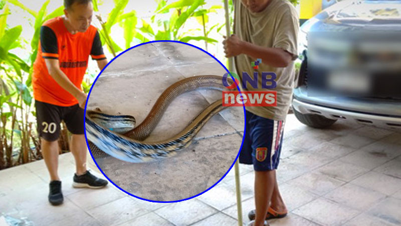 กู้ภัยยังตกใจ "งูทางมะพร้าวยักษ์" ยาว 2 เมตร บุกบ้านหรูกลางเมืองคอน ไม่เคยเจอขนาดนี้?