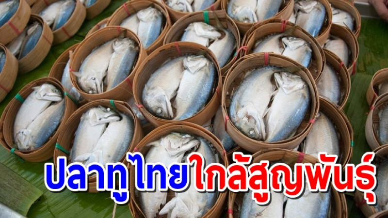 วอนแก้วิกฤต "ปลาทูไทย" ใกล้สูญพันธุ์ ชี้ปมคอรัปชั่น