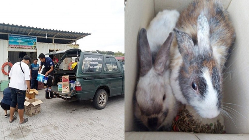 นศ.พบกระต่าย 30 ตัว ถูกจับใส่ลัง ทิ้งป่าสน รีบเข้าช่วยทันที
