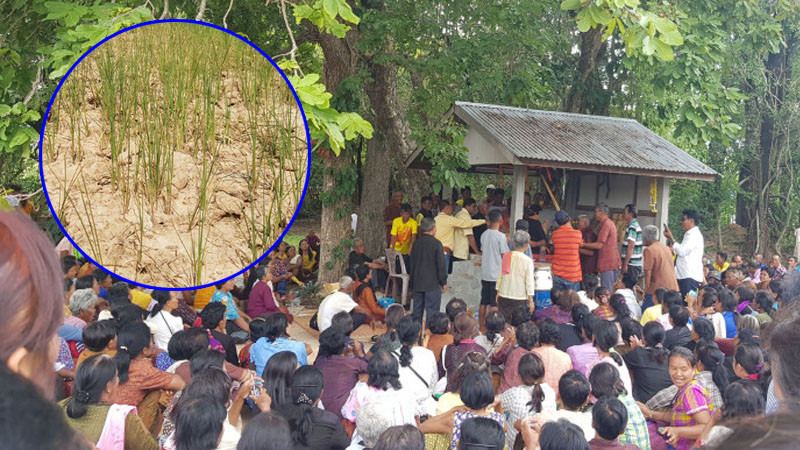 ชาวบ้านนับ 1,000 คน แห่ไปศาลปู่ตา "ทึม ดำ" หลังเห็นต้นข้าวเหี่ยวแห้ง