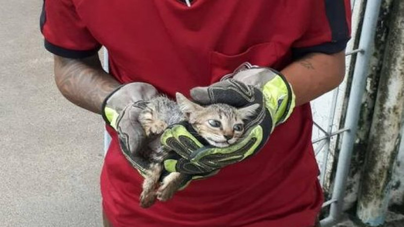 นาทีชีวิต "ลูกแมววัย2เดือน" ถูกงูเหลือมกัดขาเลือดอาบ กู้ภัยฯ รีบช่วยเเหลือ