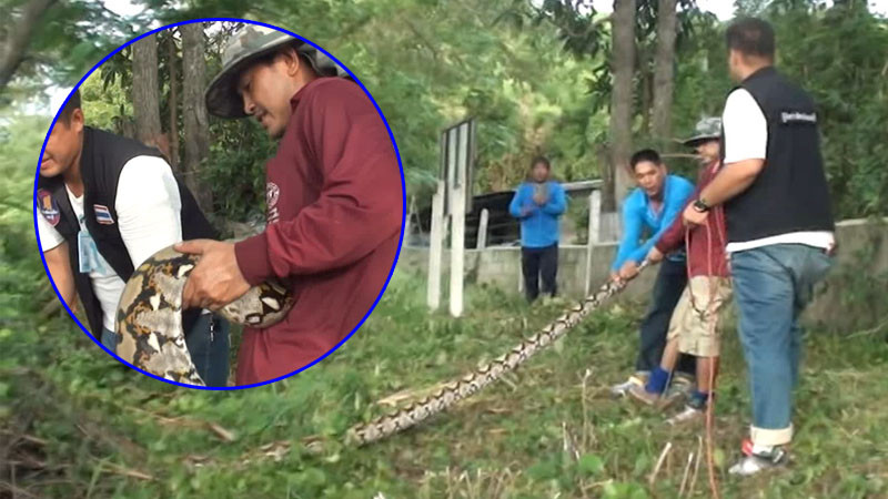 หนุ่มตัดหญ้าเจอ "งูเหลือมยักษ์" แจ้งกู้ภัยไม่มาสักที รีบคว้าหาง ใช้มือเปล่าจับเอง