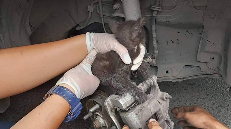 "ลูกแมว" เข้าไปติดที่ล้อรถ ร้องครวญคราง เจ้าของรถเก๋งแจ้งกู้ภัยฯ ช่วยเหลือ พบขาหลังขวากระดูกแตก