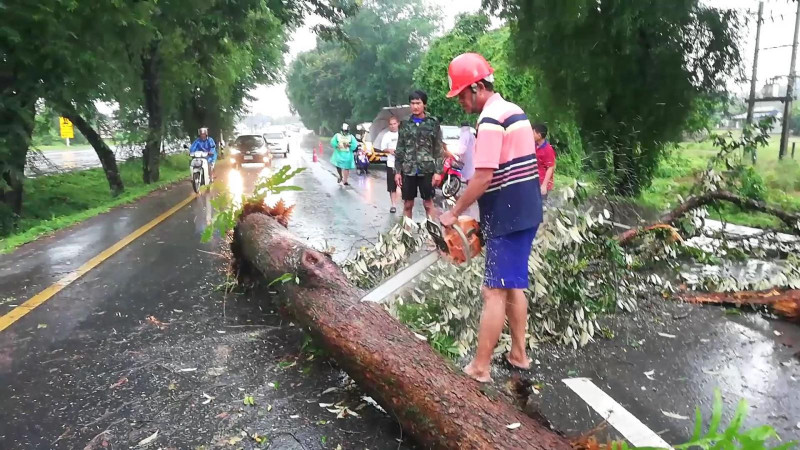 เกิดเหตุต้นไม้ล้มขวางทาง บนถนนสุขุมวิท กู้ภัยเร่งนำเอาออก หวั่นวุ่นวาย