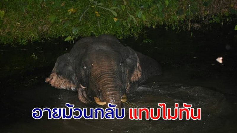 ช้างป่าว่ายน้ำข้ามคลอง แอบมากินผลไม้   เจ้าของสวนเห็น อายม้วนกลับแทบไม่ทัน