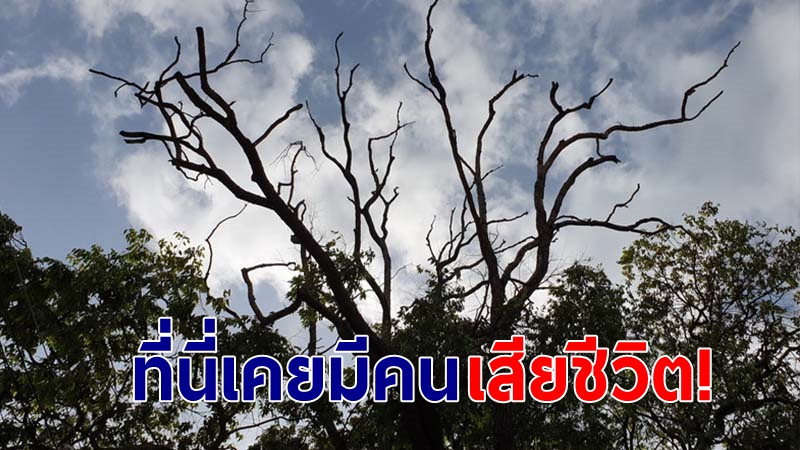 "ปลัดเทศบาลเมืองประจวบ" บวงสรวงต้นตะเคียนทองอายุ 100 ปี หลังจนท.กลัวมีอันเป็นไปไม่กล้าตัด!