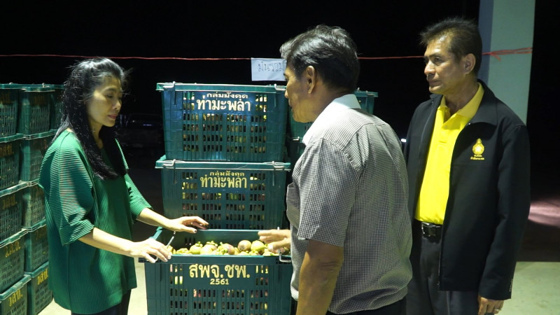 ชาวสวนสุดปลื้มปิติ! "บ.ดอยคำ โครงการหลวง" ช่วยเกษตรกรมังคุด ราคากระเตื้อง