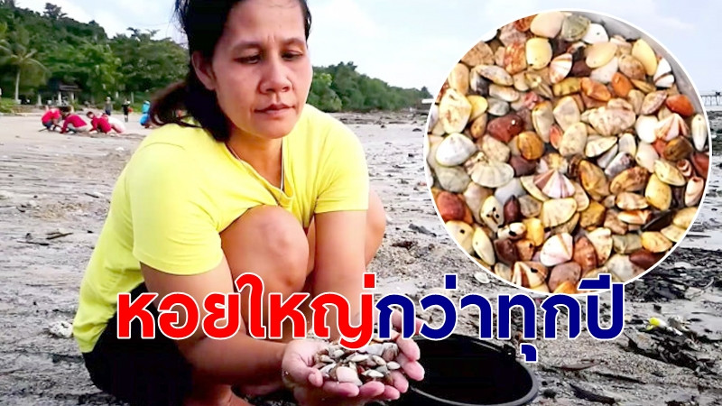 "ชาวกระบี่นับร้อย" แห่ไปชายหาด หลังทะเลคลื่นลมแรง เก็บหอยสร้างรายได้อื้อ! (คลิป)